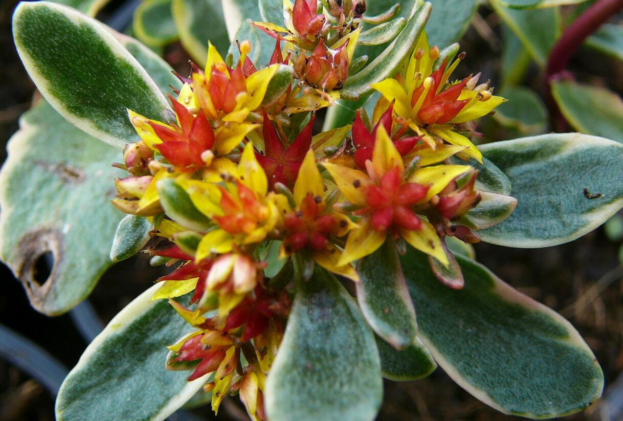 Rozchodník kamčatský 'Variegata' - Sedum kamtschaticum 'Variegata'