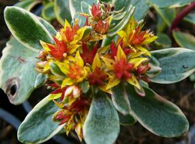 Rozchodník kamčatský 'Variegata' - Sedum kamtschaticum 'Variegata'