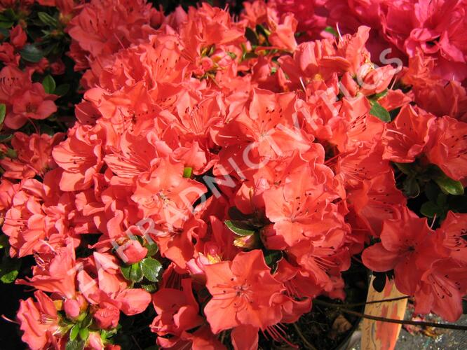 Azalka japonská 'Satschiko' - Azalea japonica 'Satschiko'
