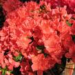 Azalka japonská 'Satschiko' - Azalea japonica 'Satschiko'