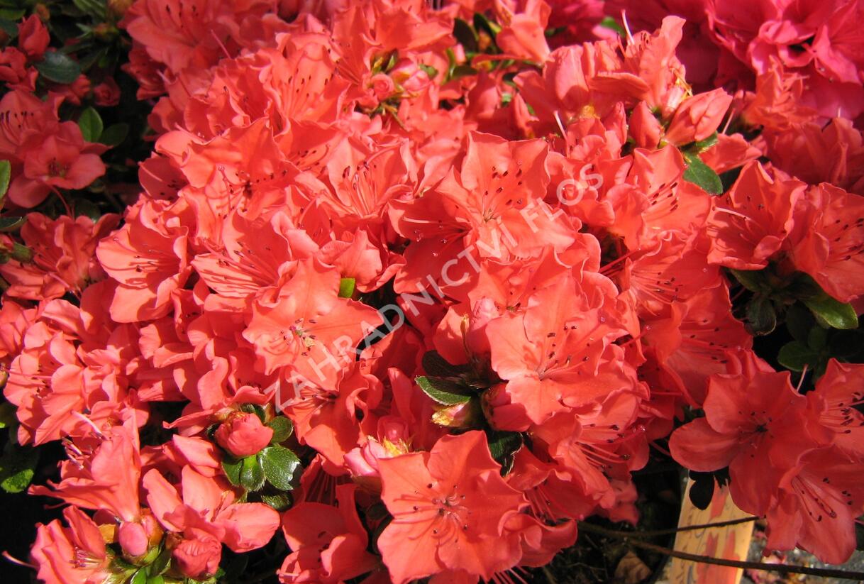 Azalka japonská 'Satschiko' - Azalea japonica 'Satschiko'