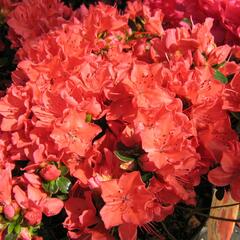 Azalka japonská 'Satschiko' - Azalea japonica 'Satschiko'