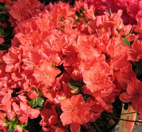 Azalka japonská 'Satschiko' - Azalea japonica 'Satschiko'