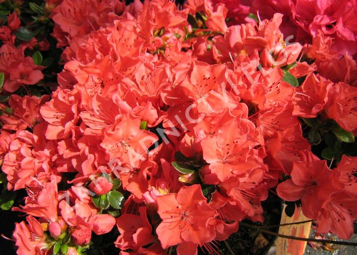 Azalka japonská 'Satschiko' - Azalea japonica 'Satschiko'