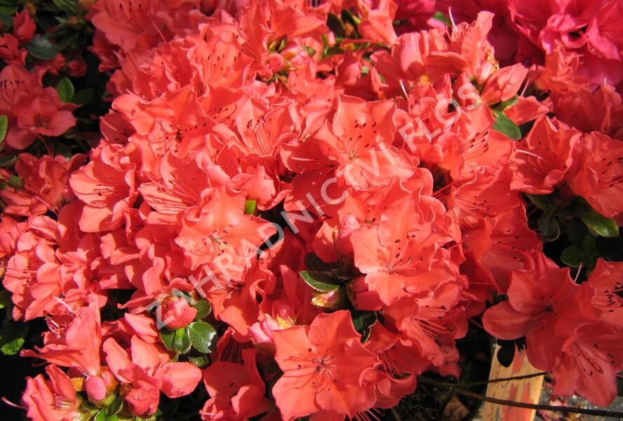 Azalka japonská 'Satschiko' - Azalea japonica 'Satschiko'
