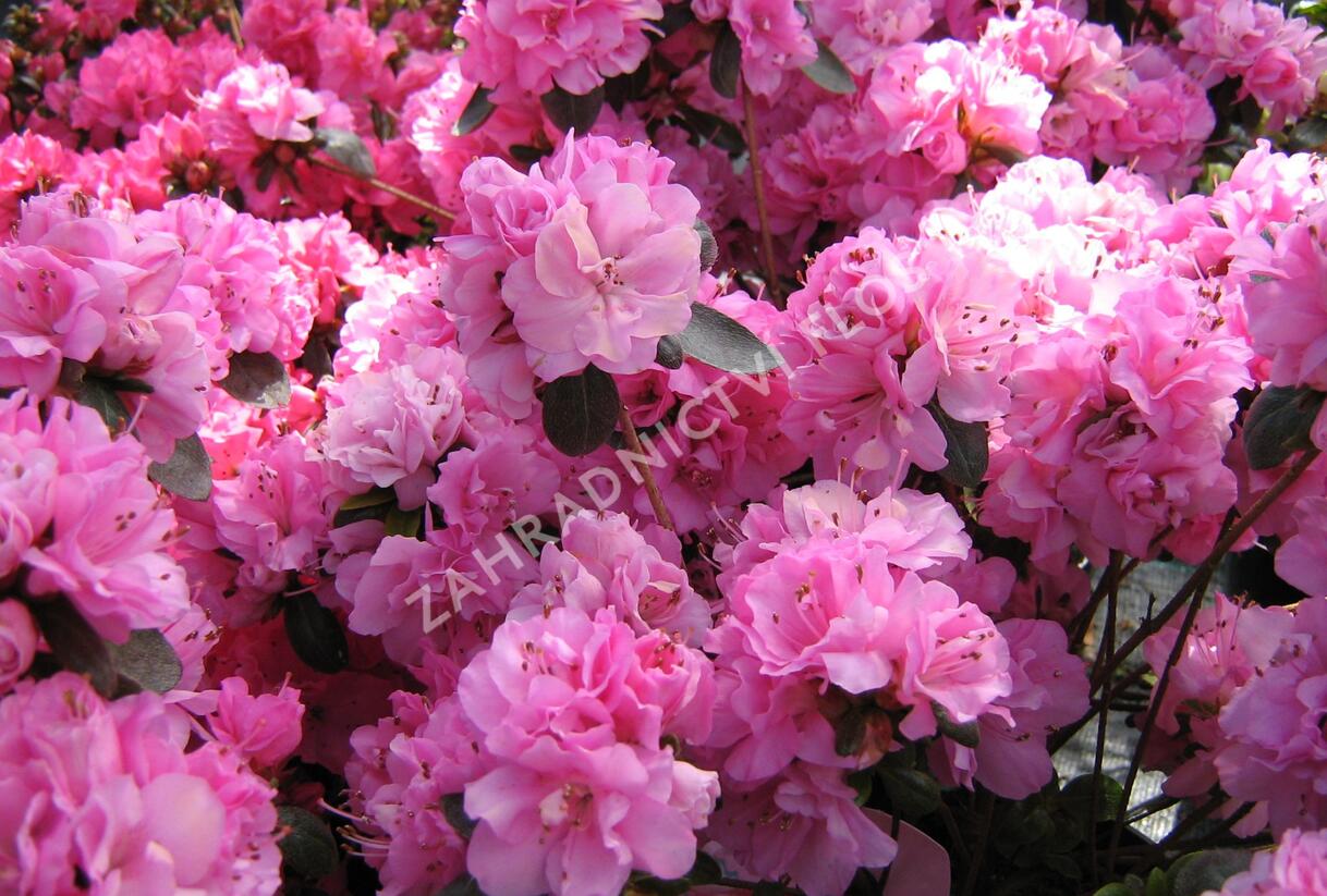 Azalka japonská 'Rosinetta' - Azalea japonica 'Rosinetta'