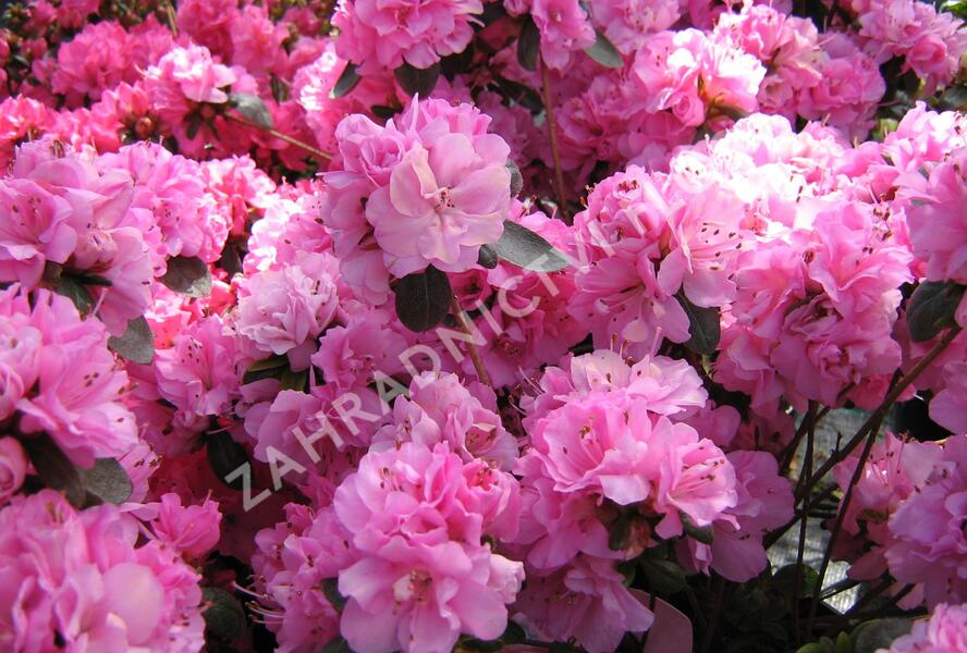 Azalka japonská 'Rosinetta' - Azalea japonica 'Rosinetta'