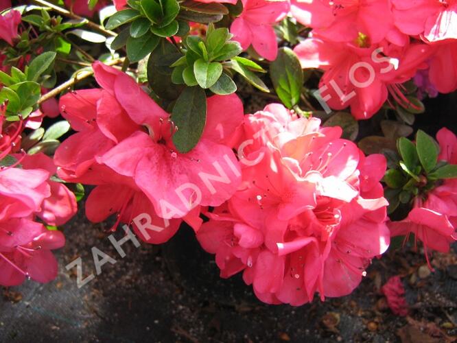 Azalka japonská 'Moederkensdag' - Azalea japonica 'Moederkensdag'