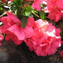 Azalka japonská 'Moederkensdag' - Azalea japonica 'Moederkensdag'