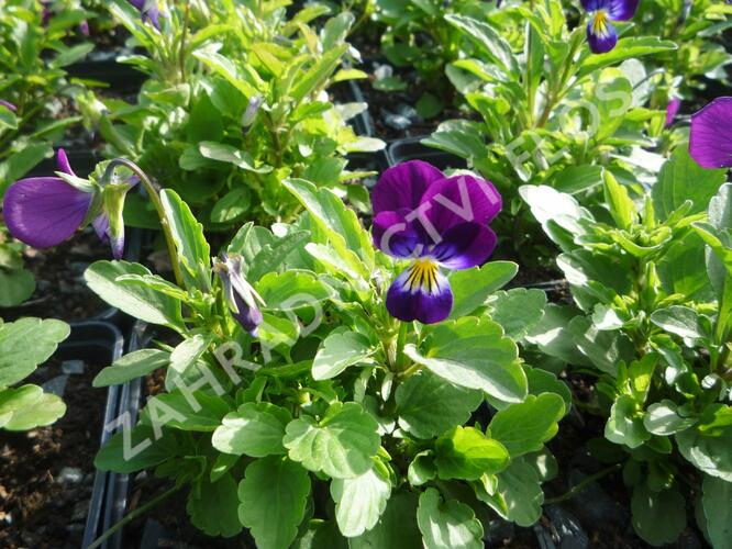 Violka růžkatá 'Karpatenfrühling' - Viola cornuta 'Karpatenfrühling'