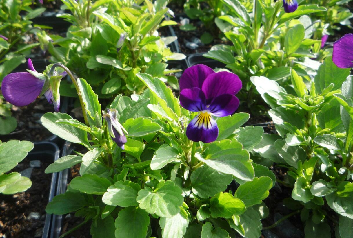 Violka růžkatá 'Karpatenfrühling' - Viola cornuta 'Karpatenfrühling'