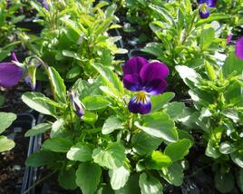 Violka růžkatá 'Karpatenfrühling'