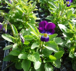 Violka růžkatá 'Karpatenfrühling' - Viola cornuta 'Karpatenfrühling'