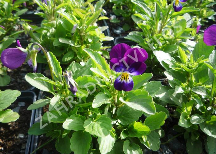 Violka růžkatá 'Karpatenfrühling' - Viola cornuta 'Karpatenfrühling'