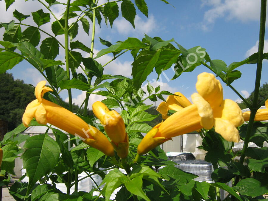 Trubač kořenující 'Flava' - Campsis radicans 'Flava'