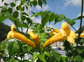 Trubač kořenující 'Flava' - Campsis radicans 'Flava'