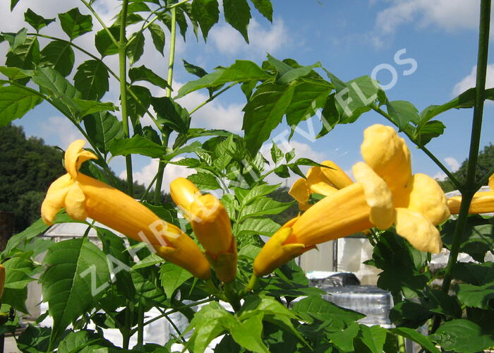 Trubač kořenující 'Flava' - Campsis radicans 'Flava'