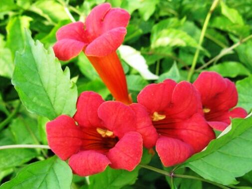 Trubač kořenující 'Flamenco' - Campsis radicans 'Flamenco'