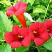 Trubač kořenující 'Flamenco' - Campsis radicans 'Flamenco'