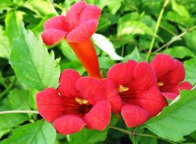 Trubač kořenující 'Flamenco' - Campsis radicans 'Flamenco'