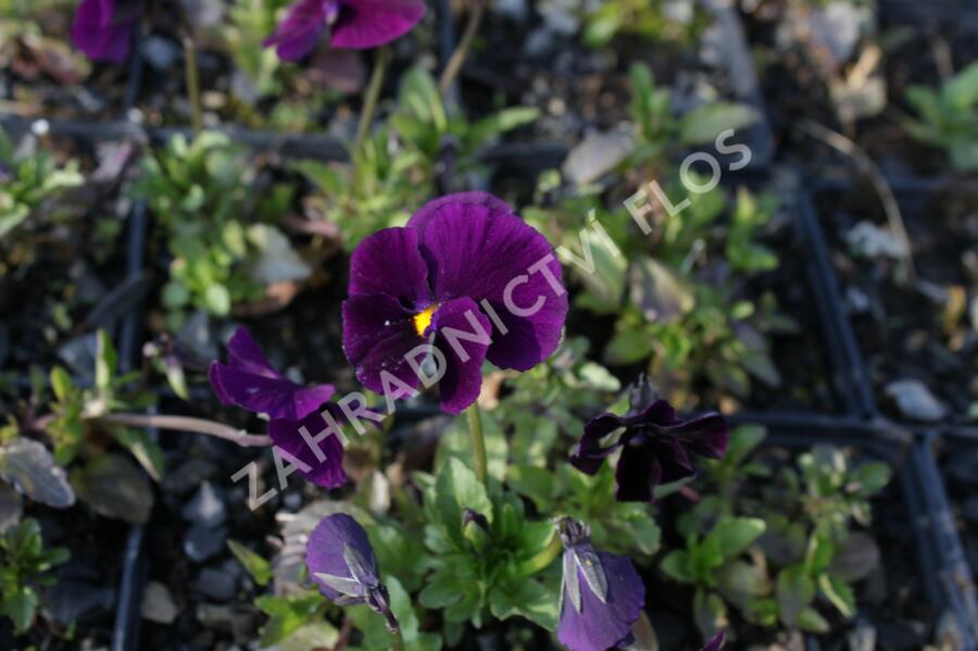 Violka růžkatá 'Admiration' - Viola cornuta 'Admiration'