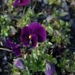 Violka růžkatá 'Admiration' - Viola cornuta 'Admiration'