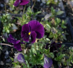Violka růžkatá 'Admiration' - Viola cornuta 'Admiration'