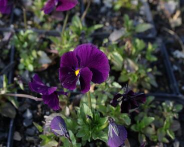 Violka růžkatá 'Admiration'