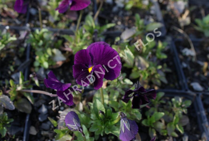 Violka růžkatá 'Admiration' - Viola cornuta 'Admiration'