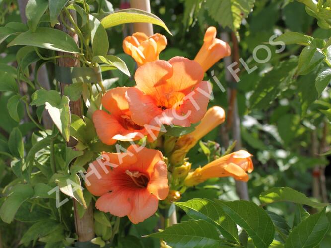 Trubač 'Indian Summer' - Campsis 'Indian Summer'