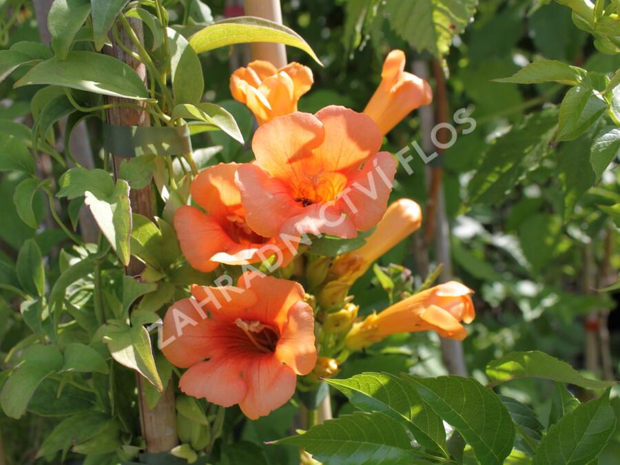 Trubač 'Indian Summer' - Campsis 'Indian Summer'