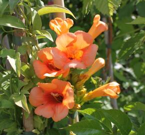 Trubač 'Indian Summer' - Campsis 'Indian Summer'