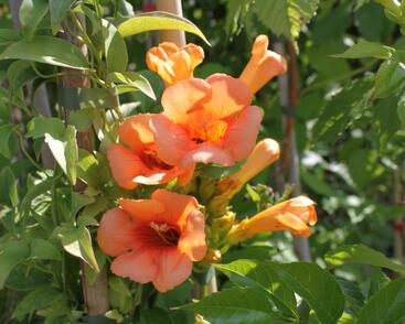 Trubač 'Indian Summer'