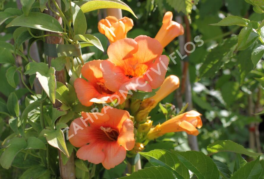 Trubač 'Indian Summer' - Campsis 'Indian Summer'