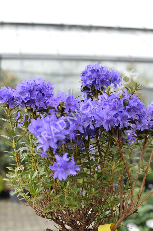 Pěnišník obtížený 'Saint Merryn' - Rhododendron impeditum 'Saint Merryn'