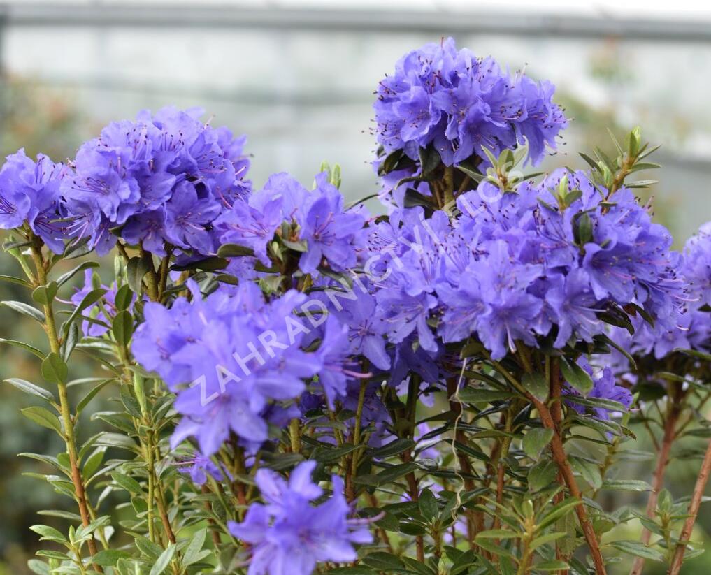 Pěnišník obtížený 'Saint Merryn' - Rhododendron impeditum 'Saint Merryn'
