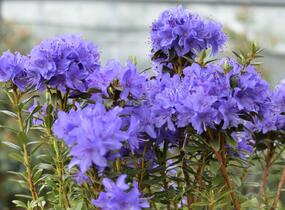 Pěnišník obtížený 'Saint Merryn' - Rhododendron impeditum 'Saint Merryn'