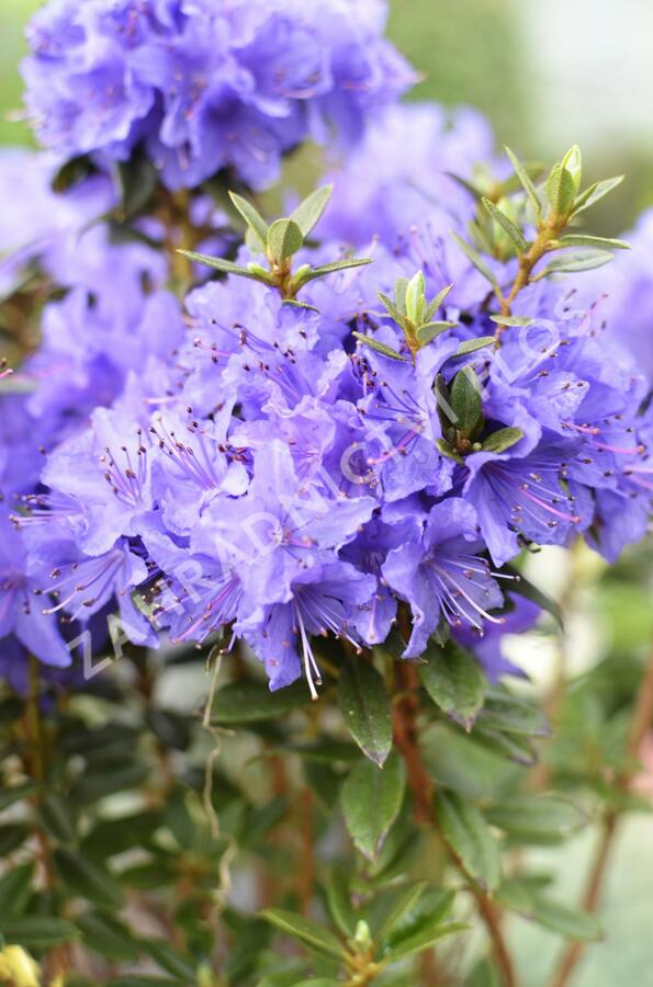 Pěnišník obtížený 'Saint Merryn' - Rhododendron impeditum 'Saint Merryn'