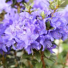 Pěnišník obtížený 'Saint Merryn' - Rhododendron impeditum 'Saint Merryn'