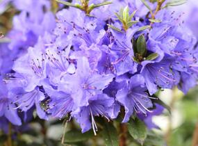 Pěnišník obtížený 'Saint Merryn' - Rhododendron impeditum 'Saint Merryn'