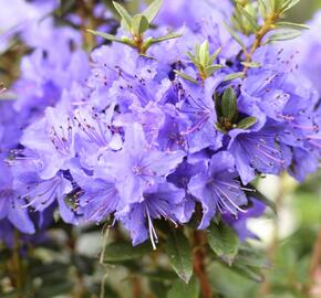 Pěnišník obtížený 'Saint Merryn'