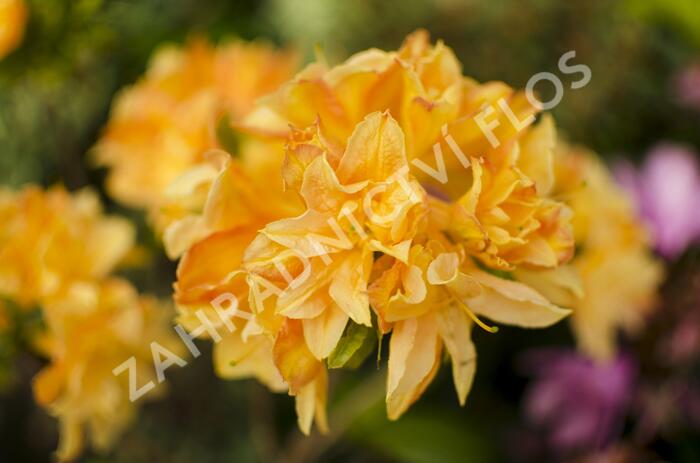 Azalka 'Csardas' - Azalea (KH) 'Csardas'