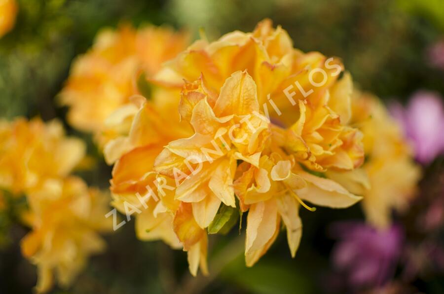 Azalka 'Csardas' - Azalea (KH) 'Csardas'