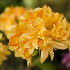 Azalka 'Csardas' - Azalea (KH) 'Csardas'
