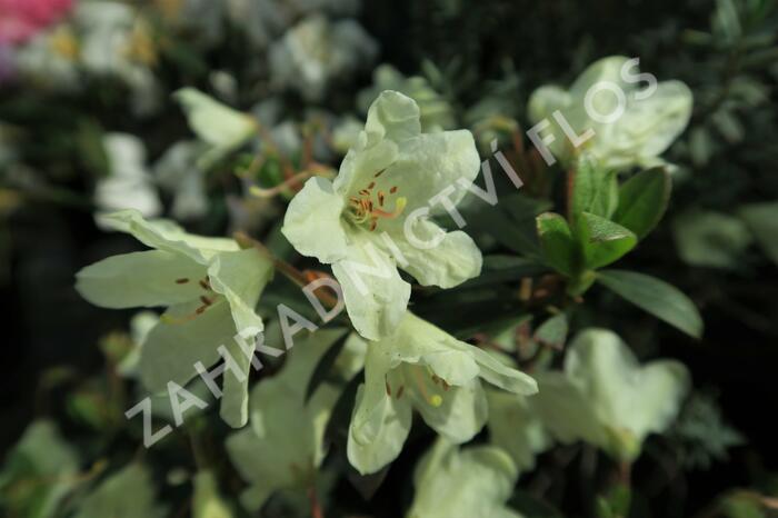 Pěnišník 'Town Head' - Rhododendron 'Town Head'