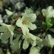 Pěnišník 'Town Head' - Rhododendron 'Town Head'