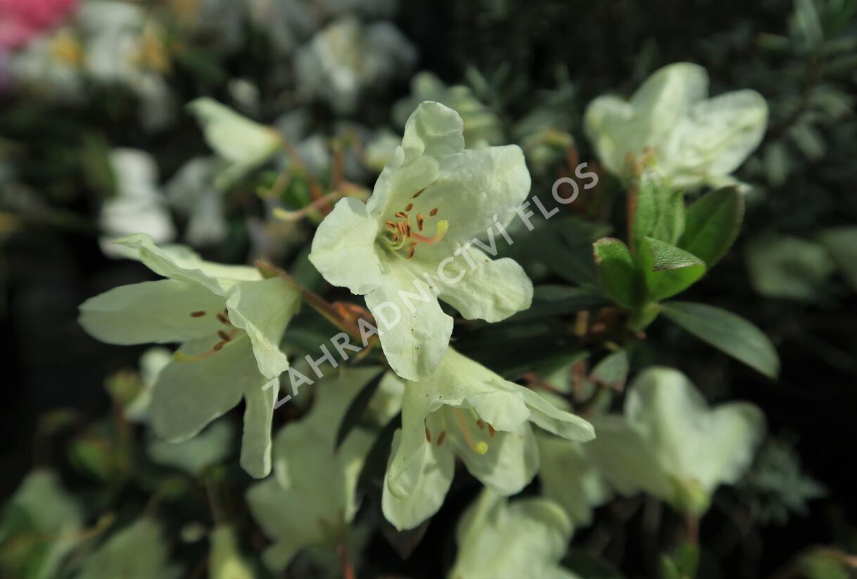 Pěnišník 'Town Head' - Rhododendron 'Town Head'