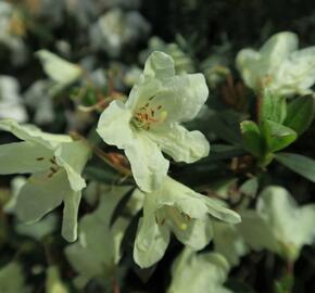 Pěnišník 'Town Head' - Rhododendron 'Town Head'