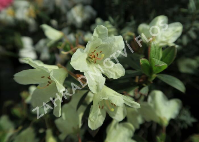 Pěnišník 'Town Head' - Rhododendron 'Town Head'