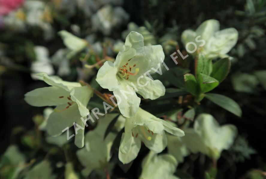 Pěnišník 'Town Head' - Rhododendron 'Town Head'